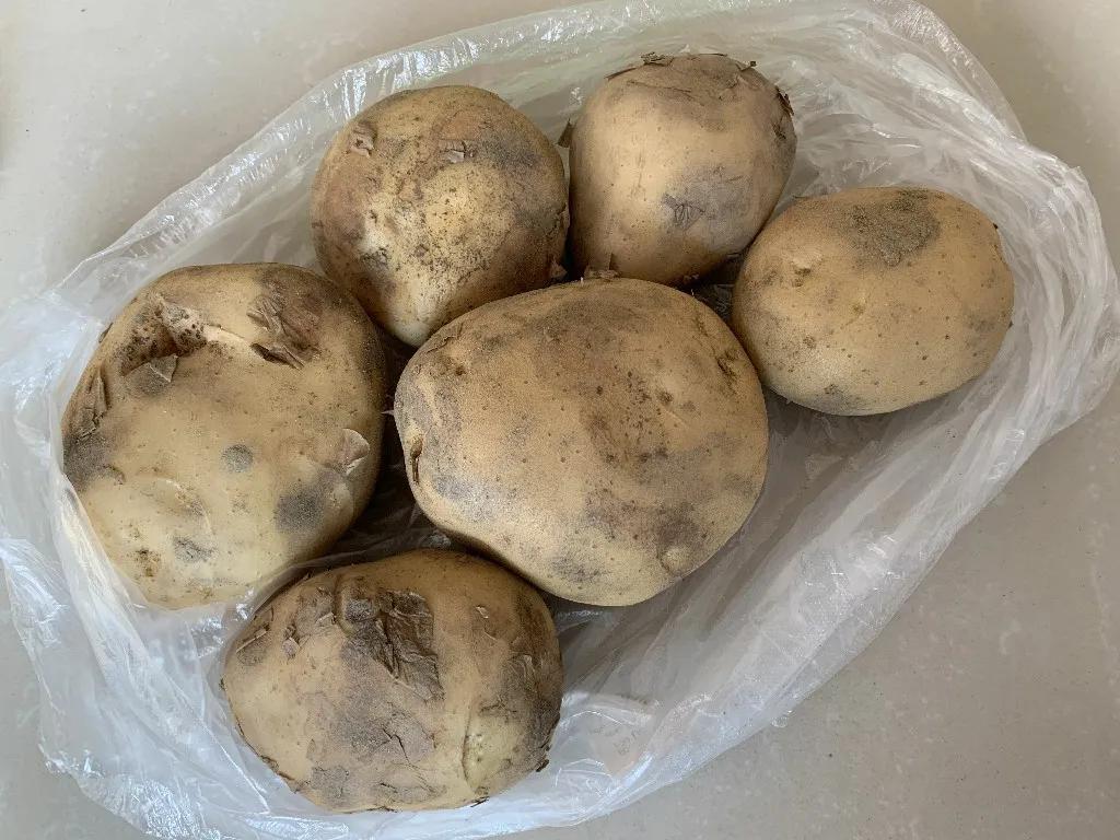 发芽的土豆还能不能吃？我也是今天才刚知道，看完告诉家里人