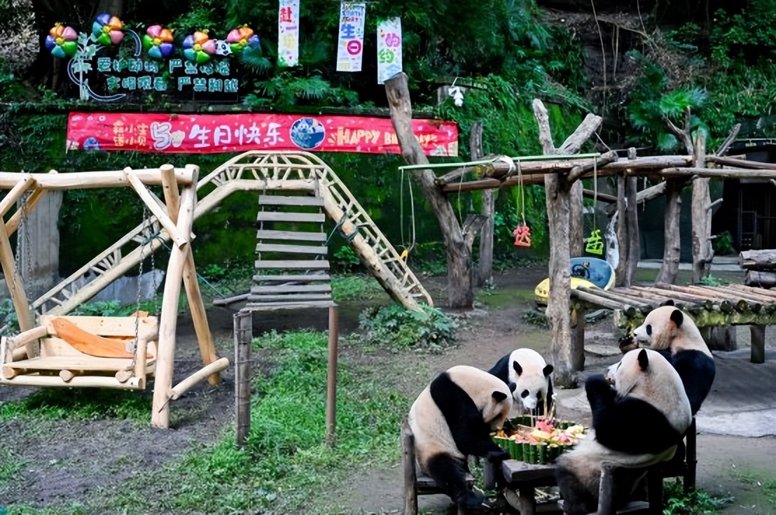 卫龙守护熊猫：大熊猫保护事业与企业公益的创新融合