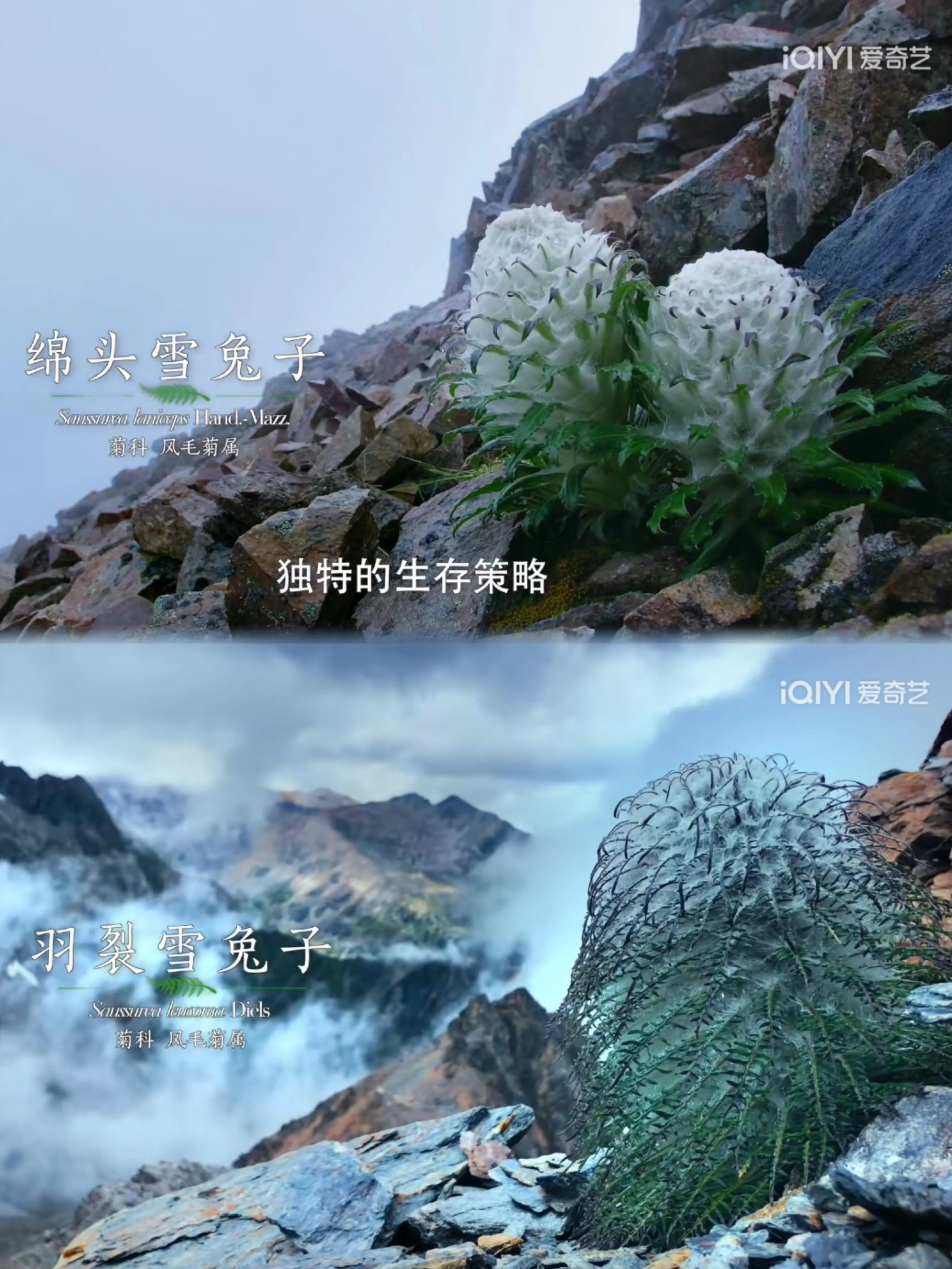 「云南高山花卉」　1998年5月　云南科技出版社　（中国語・英語） 人民网】花开云南艳惊世界：云南八大名花之报春花----中国科学院