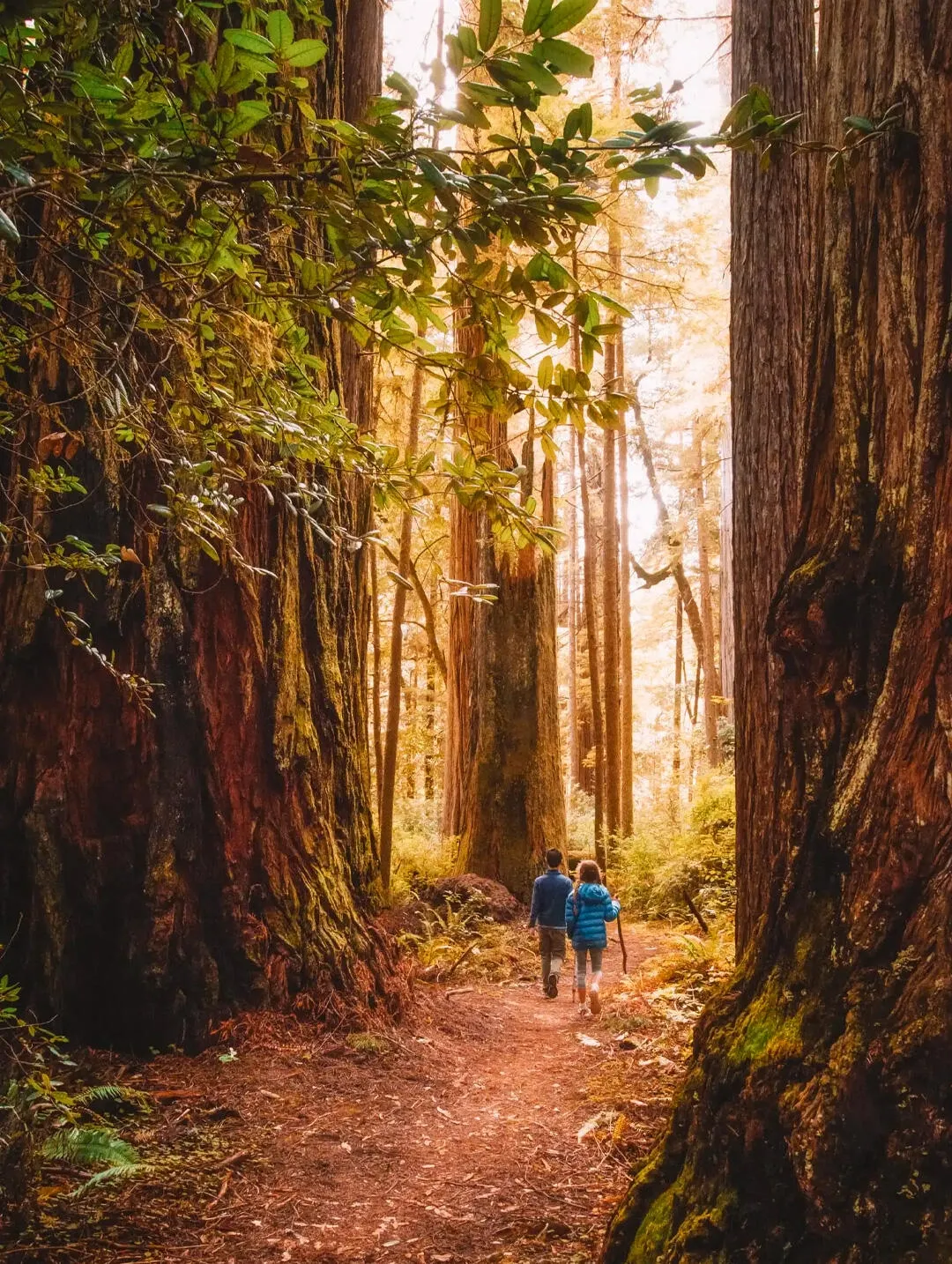 秋冬交替时节的加州之旅：一号公路与优胜美地的6日游攻略