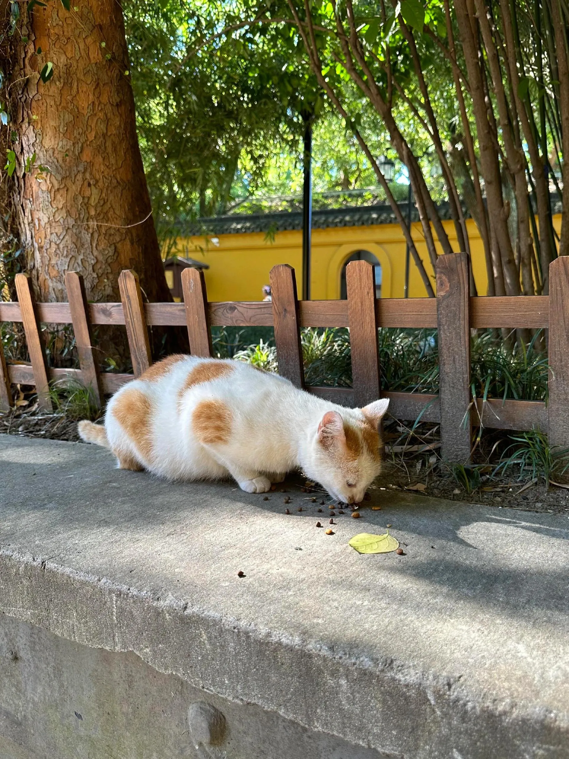 Image 11
