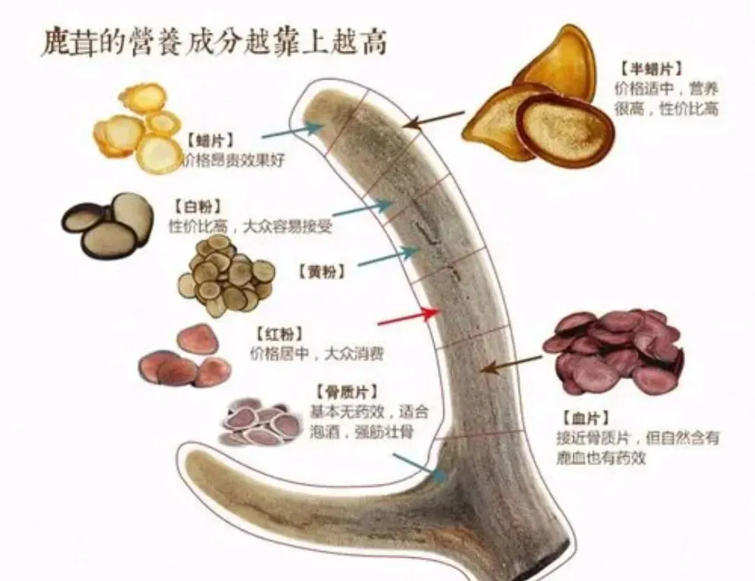 想知道鹿茸片的功效?这样吃才能发挥它的最大价值。