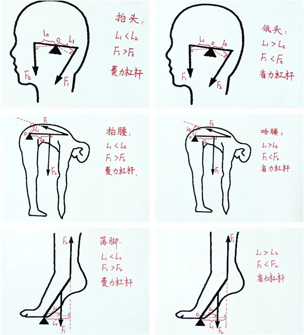 中考物理必考！初二物理重点，杠杆知识全归纳
