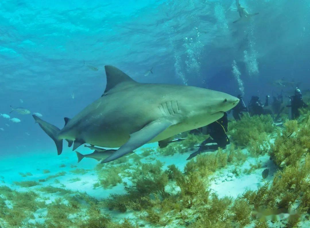 盘点有伤人记录的五种鲨鱼，它们都是鲨鱼家族中的顶级掠食者