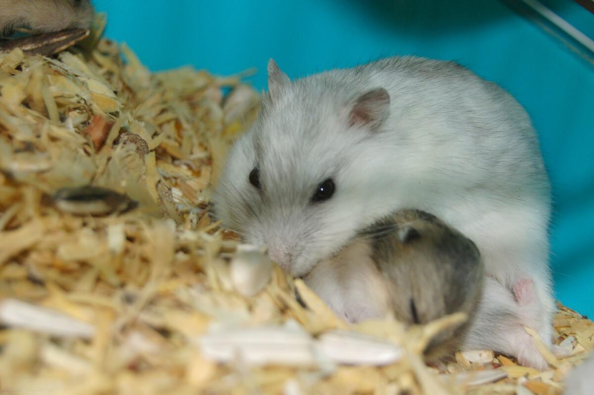 Two healthy hamsters for breeding