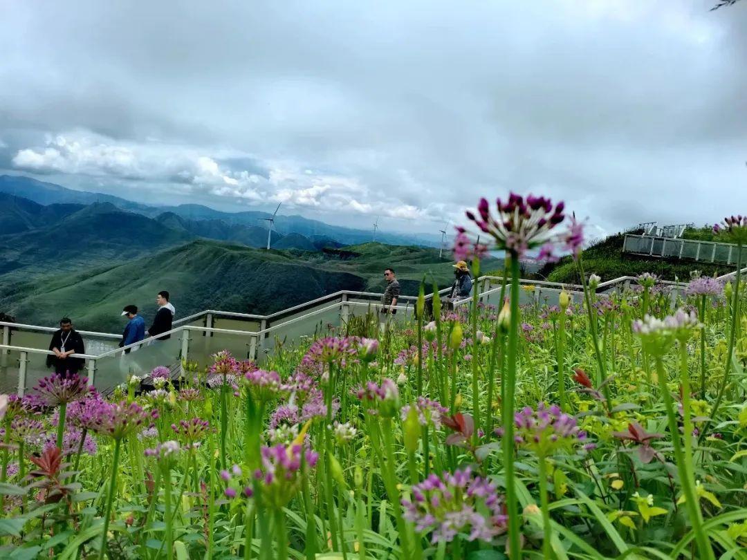 贵州| 屋脊韭菜坪花开如画打卡贵州最美的夏天