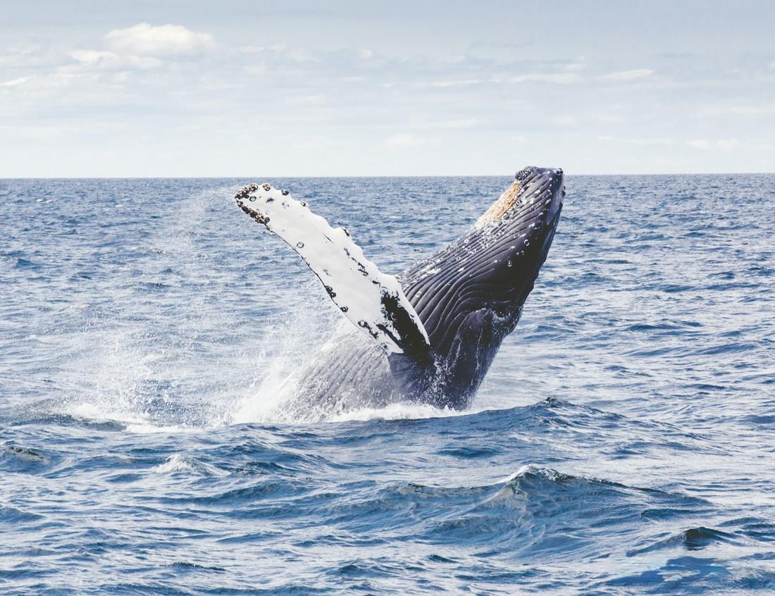 最大的动物蓝鲸，一口就能吞食几十吨磷虾，却无法吞下一个人