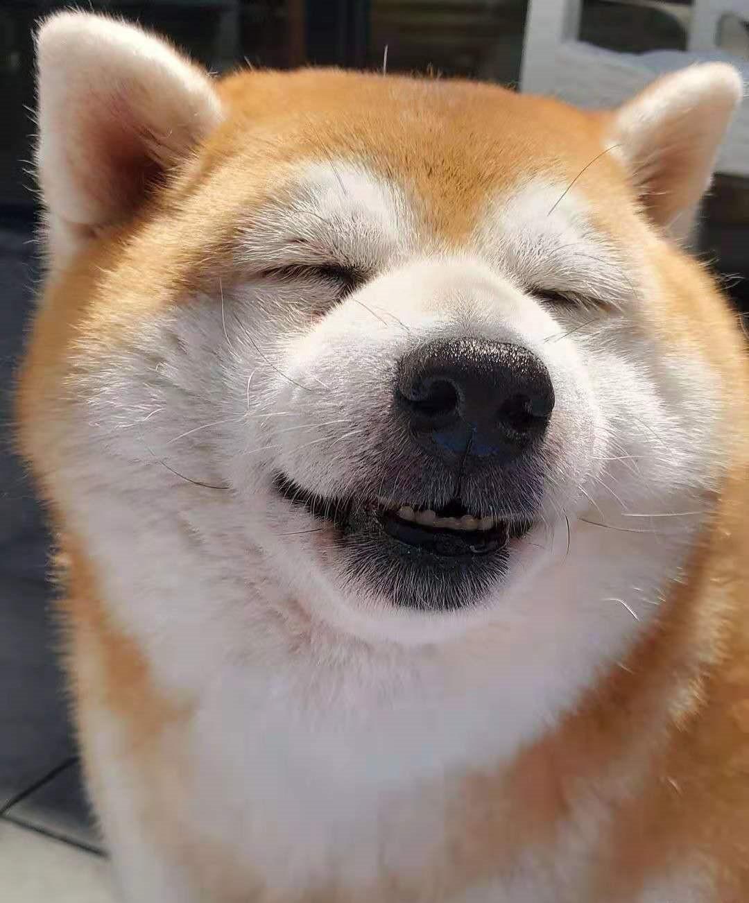 品相好的白柴大概多少钱？白柴品相怎么看？