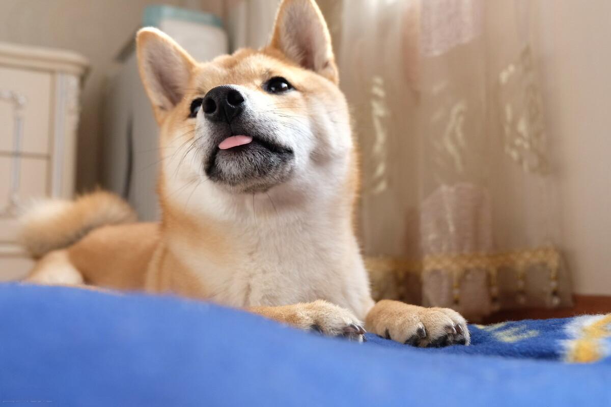 养柴新手：柴犬的品相、柴犬健康、柴犬性格哪个最重要？