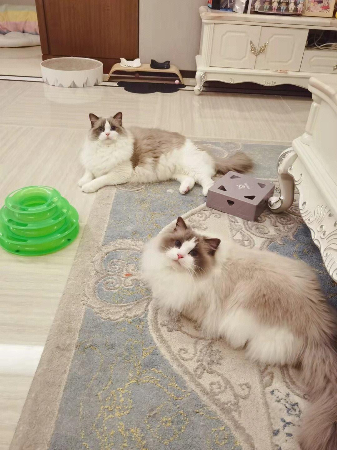 照顾“年迈”的布偶猫，做好这6点，它更加长寿！