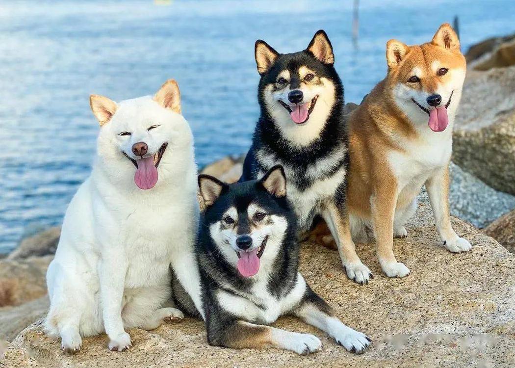 柴犬的独特之处，那些你可能不知道的22件事！