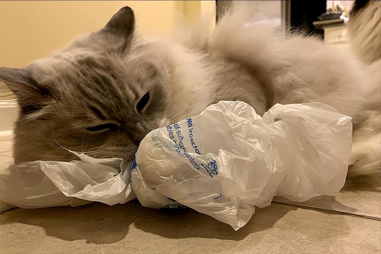 这7个养猫“雷品”，会要了猫命，别再让猫咪碰了！