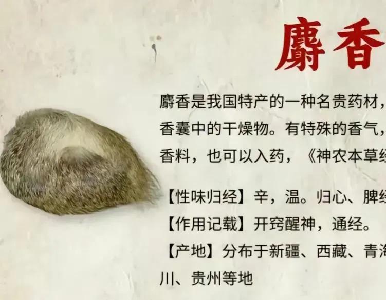 麝香的作用与功效