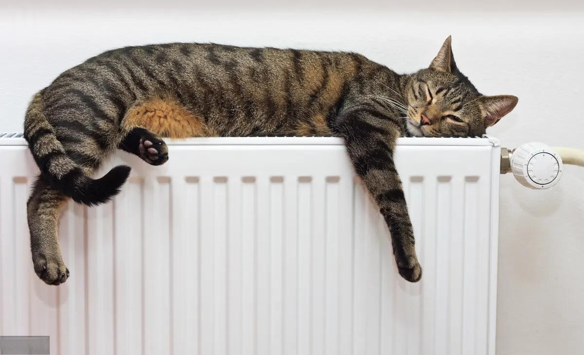 猫咪明明睡得很沉，为什么一举一动都能惊扰它？背后原因了解一下