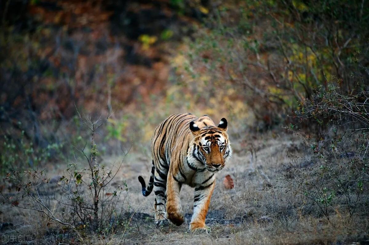 9种能杀死老虎的动物，竟有4种食草动物，老虎还能统治动物界？