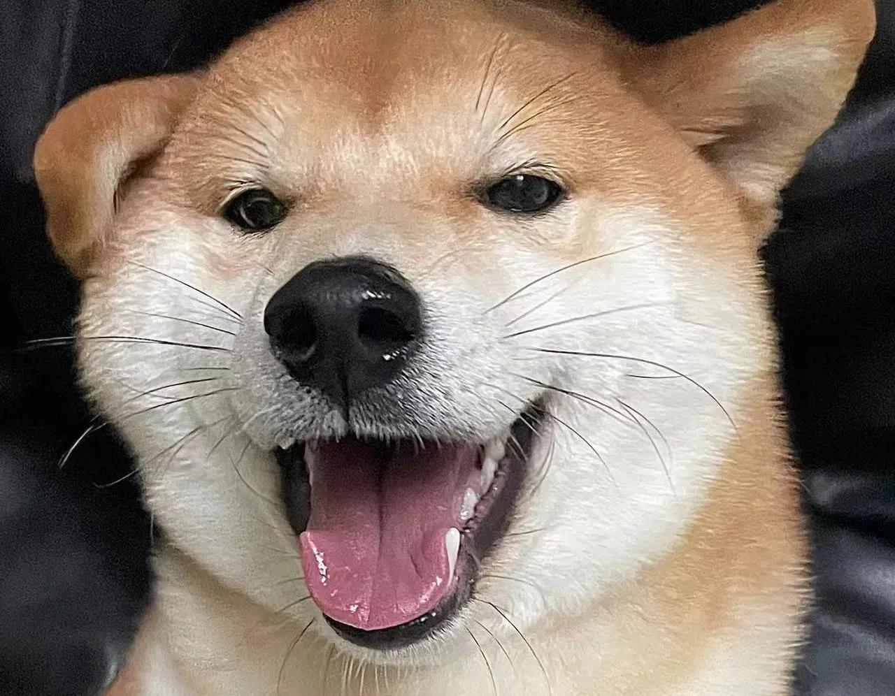 柴犬为何这么贵？